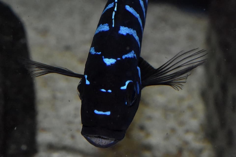 Maylandia sp. 'dolphin' Thumbi Point